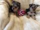 Yorkshire Terrier Puppies for sale in Gilbert, AZ, USA. price: $300