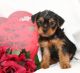 Yorkshire Terrier Puppies for sale in York, SC 29745, USA. price: NA