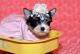 Yorkshire Terrier Puppies for sale in Cobb, CA, USA. price: NA
