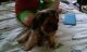 Yorkshire Terrier Puppies for sale in Chicopee, MA, USA. price: $150