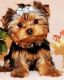 Yorkshire Terrier Puppies for sale in Killeen, TX, USA. price: $400