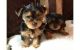 Yorkshire Terrier Puppies for sale in Manchester, NH, USA. price: NA