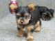 Yorkshire Terrier Puppies for sale in Savonlinna, Finland. price: 220 EUR