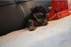 Yorkshire Terrier Puppies for sale in Rochester, VT, USA. price: $300