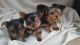 Yorkshire Terrier Puppies for sale in Santa Clara, CA, USA. price: NA