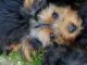 Yorkshire Terrier Puppies for sale in Gowanda, NY 14070, USA. price: $700