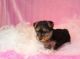 Yorkshire Terrier Puppies for sale in Santa Cruz, CA, USA. price: NA