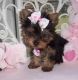 Yorkshire Terrier Puppies for sale in Burbank, CA, USA. price: NA