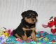 Yorkshire Terrier Puppies for sale in Jersey City, NJ, USA. price: $300