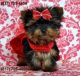 Yorkshire Terrier Puppies for sale in Rochester, NY, USA. price: $200