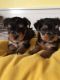 Yorkshire Terrier Puppies for sale in Cedar Rapids, IA, USA. price: NA