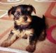 Yorkshire Terrier Puppies for sale in Cape Coral, FL, USA. price: $350