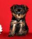 Yorkshire Terrier Puppies for sale in Washington, VA 22747, USA. price: NA