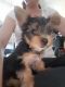 Yorkshire Terrier Puppies for sale in Ahsahka, ID 83520, USA. price: NA