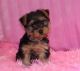 Yorkshire Terrier Puppies for sale in Vancouver, BC, Canada. price: NA