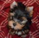 Yorkshire Terrier Puppies for sale in Delaware, AR 72835, USA. price: $300