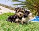 Yorkshire Terrier Puppies for sale in San Bernardino, CA, USA. price: NA