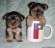 Yorkshire Terrier Puppies for sale in Beaumont, TX, USA. price: $300