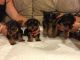 Yorkshire Terrier Puppies for sale in Spokane, WA, USA. price: $5
