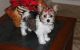 Yorkshire Terrier Puppies for sale in Akeley, MN 56433, USA. price: NA