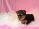 Yorkshire Terrier Puppies for sale in Eureka, CA, USA. price: $500