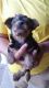 Yorkshire Terrier Puppies for sale in New York St, Manchester M1 4HN, UK. price: 350 GBP