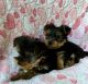 Yorkshire Terrier Puppies for sale in Georgia Dome Dr, Atlanta, GA 30313, USA. price: NA