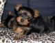 Yorkshire Terrier Puppies for sale in 4562 N Milwaukee Ave, Chicago, IL 60630, USA. price: NA