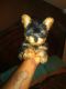 Yorkshire Terrier Puppies for sale in Savannah, GA, USA. price: $800
