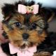 Yorkshire Terrier Puppies for sale in 4001 N Federal Hwy, Fort Lauderdale, FL 33334, USA. price: NA
