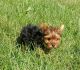 Yorkshire Terrier Puppies for sale in Lake Village, IN 46349, USA. price: $1,000