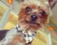 Yorkshire Terrier Puppies for sale in South Bend, IN 46619, USA. price: NA
