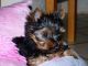 Yorkshire Terrier Puppies for sale in Alabama Dr, Winter Park, FL 32789, USA. price: NA