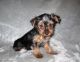 Yorkshire Terrier Puppies for sale in Mississippi State University, MS 39759, USA. price: NA