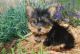 Yorkshire Terrier Puppies for sale in MO-165, Missouri, USA. price: NA