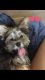 Yorkshire Terrier Puppies for sale in Stockton, CA 95202, USA. price: NA