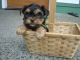 Yorkshire Terrier Puppies for sale in 204th St SW, Lynnwood, WA 98036, USA. price: $1,000