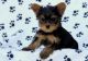 Yorkshire Terrier Puppies for sale in Ballston Center, Ballston, NY 12019, USA. price: NA