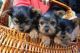 Yorkshire Terrier Puppies for sale in United States of America, Douala, Cameroon. price: 300 XAF