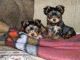 Yorkshire Terrier Puppies for sale in Lolodorf, Cameroon. price: 200 XAF