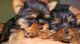 Yorkshire Terrier Puppies for sale in Lolodorf, Cameroon. price: 200 XAF