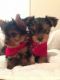 Yorkshire Terrier Puppies for sale in Murfreesboro, TN, USA. price: NA