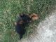Yorkshire Terrier Puppies for sale in London, KY, USA. price: NA