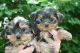 Yorkshire Terrier Puppies for sale in Jupiter, FL 33458, USA. price: $250