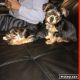 Yorkshire Terrier Puppies for sale in Framingham, MA, USA. price: NA