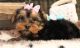 Yorkshire Terrier Puppies for sale in Aliceville, AL 35442, USA. price: NA