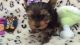Yorkshire Terrier Puppies for sale in Little Rock, AR, USA. price: NA