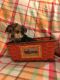 Yorkshire Terrier Puppies for sale in Conowingo, 8, Oakwood, MD 21918, USA. price: NA