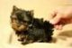 Yorkshire Terrier Puppies for sale in TN-265, Hermitage, TN 37076, USA. price: NA