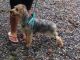 Yorkshire Terrier Puppies for sale in Agua Dulce, CA 91390, USA. price: NA